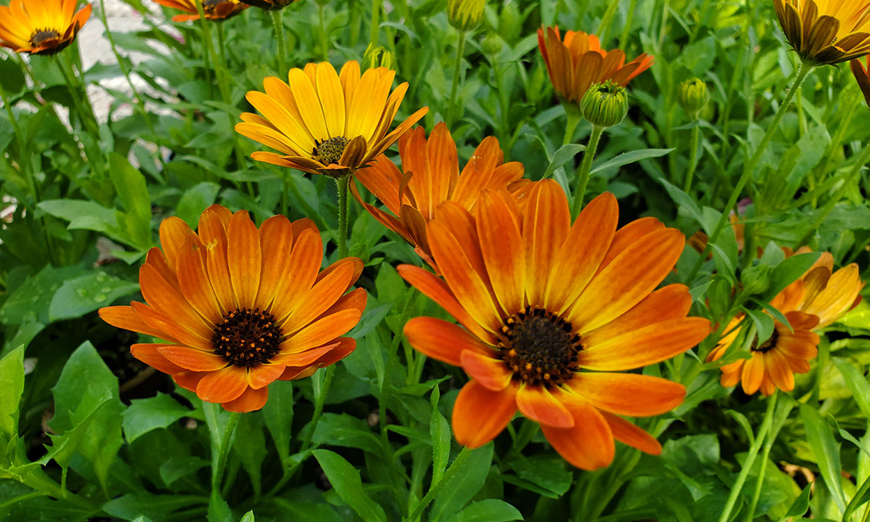 Bright, yellow-orange to deep-orange African Daisy flowers blooming in a garden.
