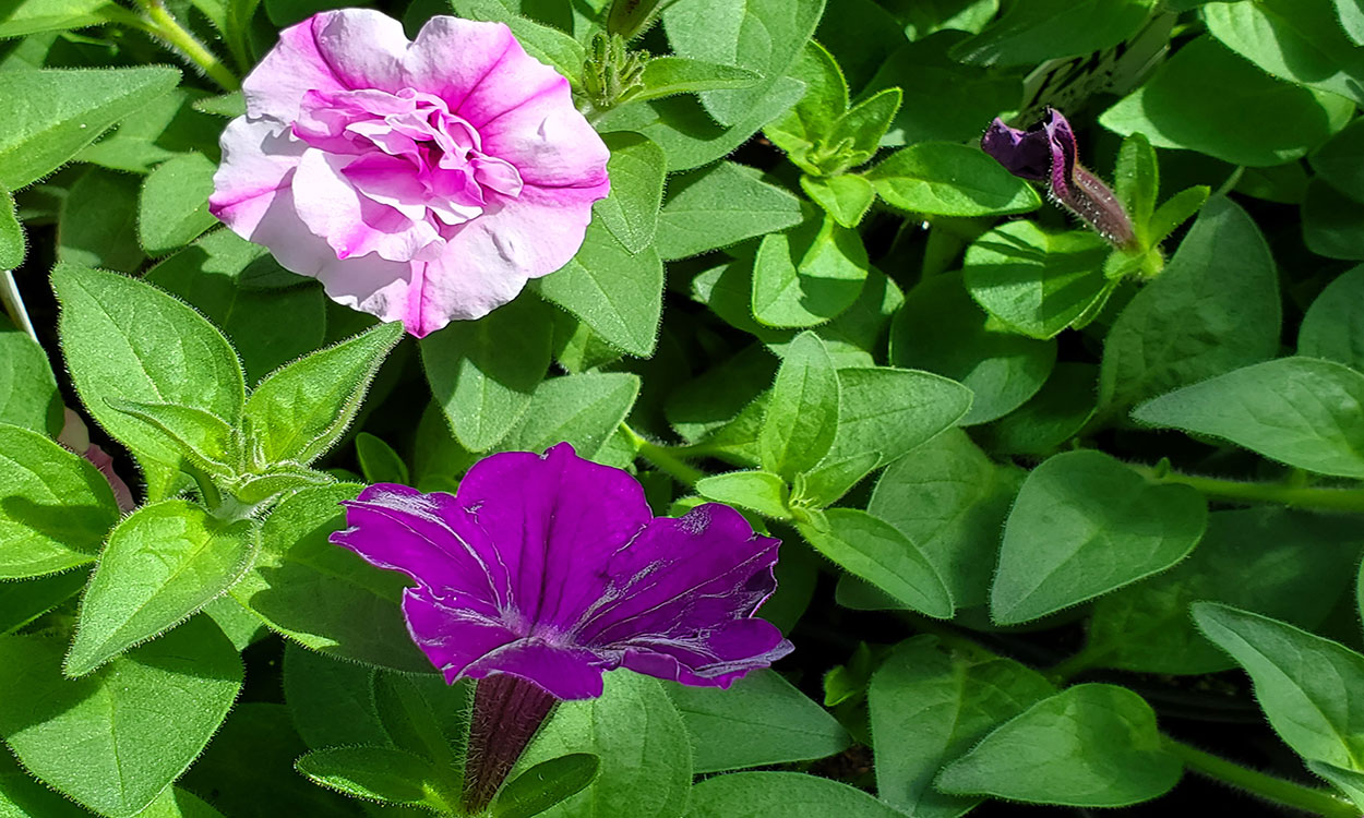 White-to-pink and bright-purple Petunia flowers blooming on a leafy, green plant.