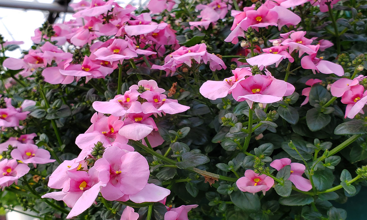 Clusters of light-pink Diascia flowers growing in a greenhouse.