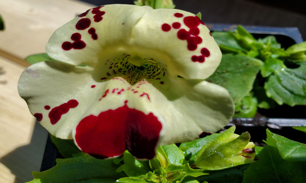White and red spotted monkey flower blooming in a greenhouse.