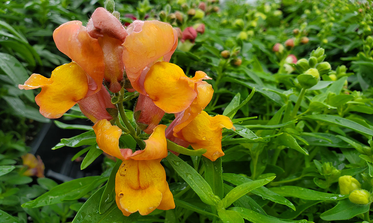 Bright orange snap dragon flowers blooming in a garden.