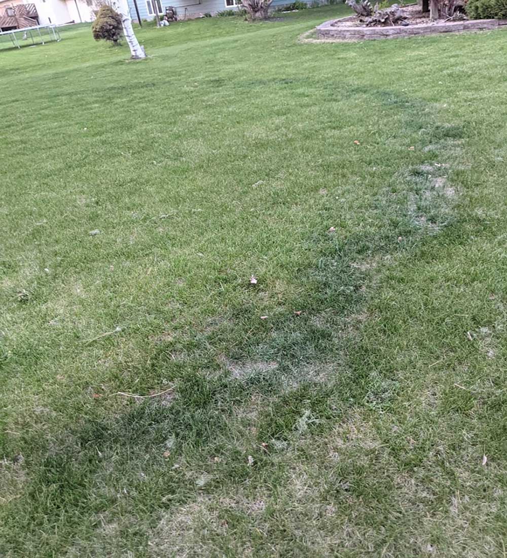 A picture of a lawn showing a ring of dark green grass in the middle of the lawn due to fungi in the soil.