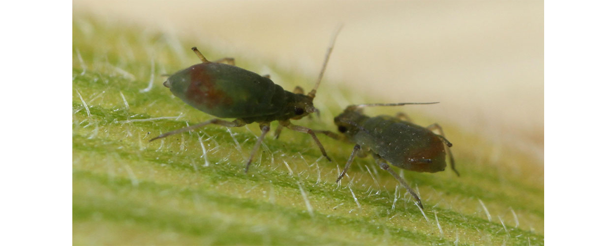 Two, dark green aphids on a bright green leaf.