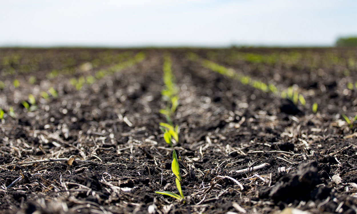 Young corn seedlings emerging from a spring field.