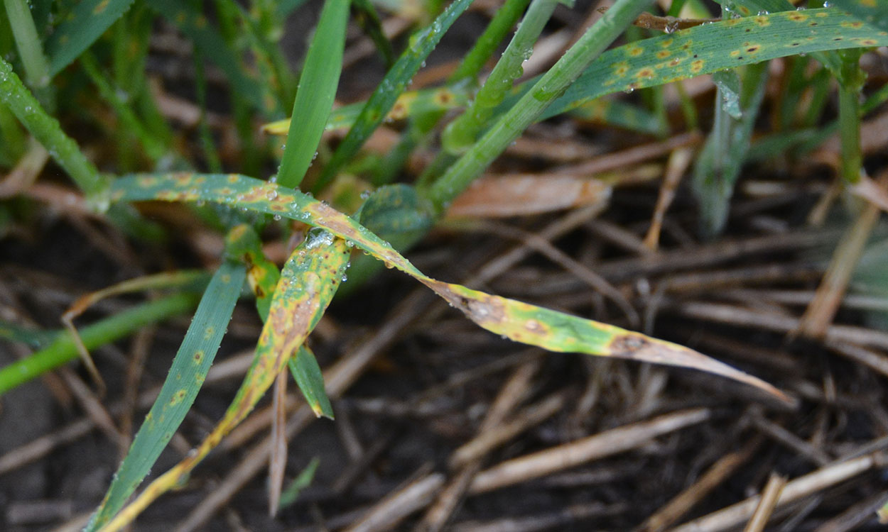 Wheat tillers with lower leaves covered with tan-brown lesions. The ground beneath has wheat stubble from previous wheat crop.