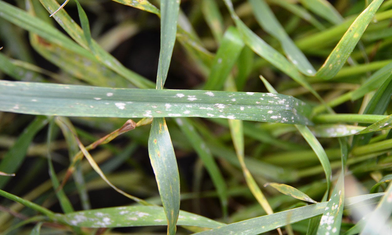 A lower leaf of wheat with white ash-like powder on the leaf, a sign of powdery mildew.