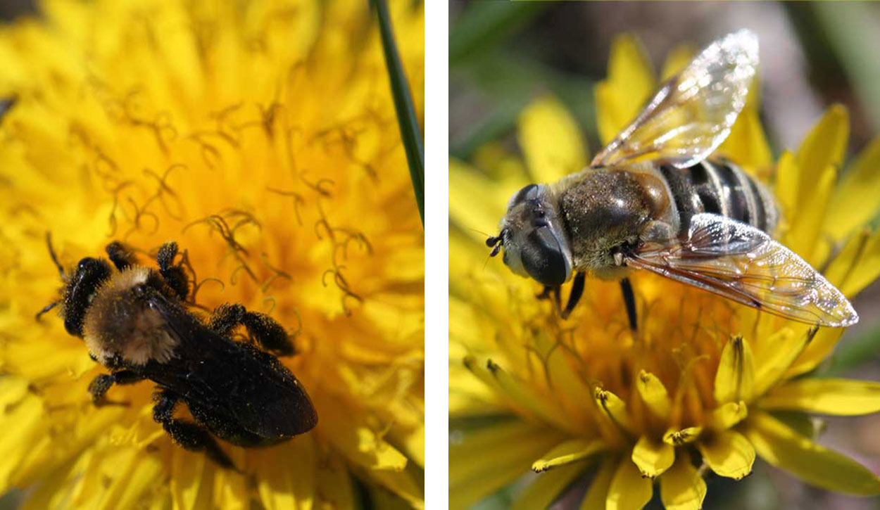 Two dandelions side by side. The left has a bee foraging on it. The right has a hover fly foraging on it..