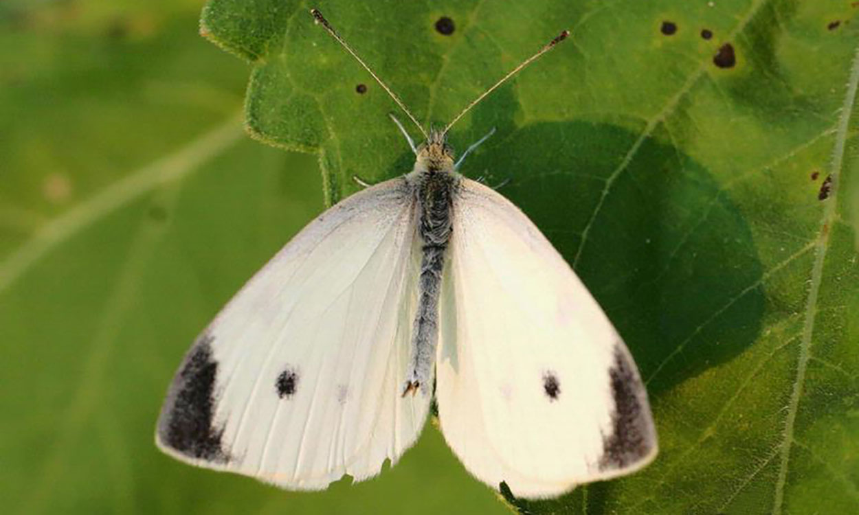 butterfly,small white,butterflies,small whites