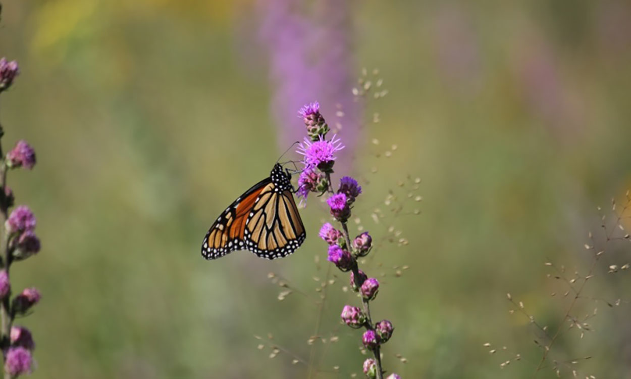 Monarch butterfly collecting pollen on a blazing star plant.