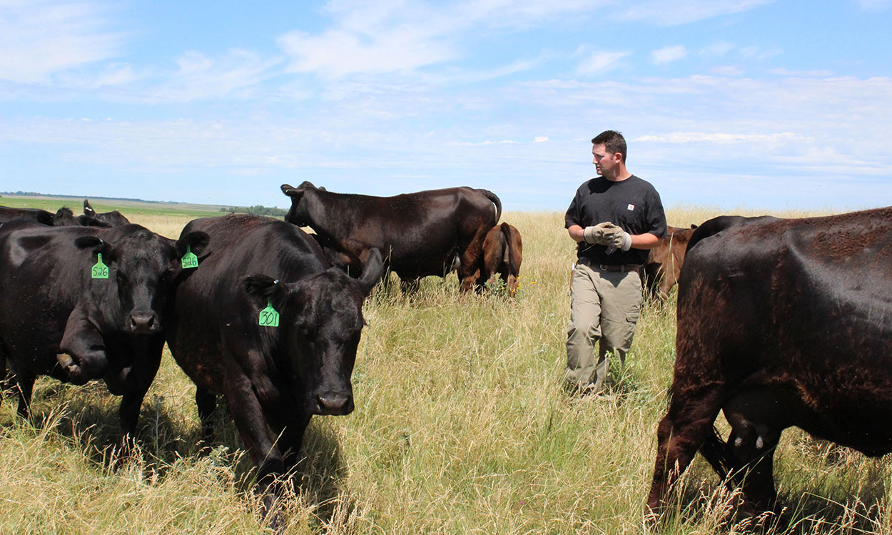 Producer moving a small group of grazing cattle.