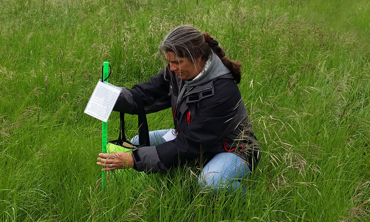 Woman using a grazing stick to measure forage status.