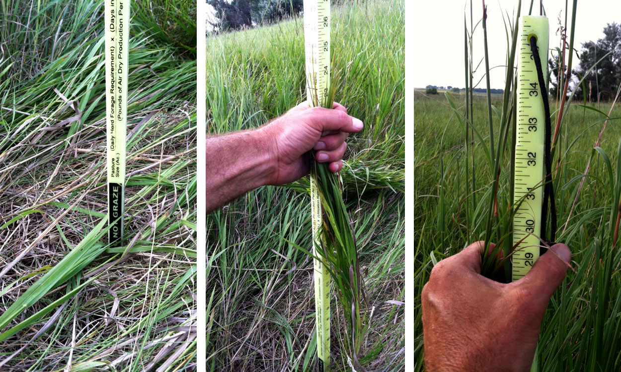 Hand pulling up tramples forage, holding it against the grazing stick, then taking an appropriate measurement.