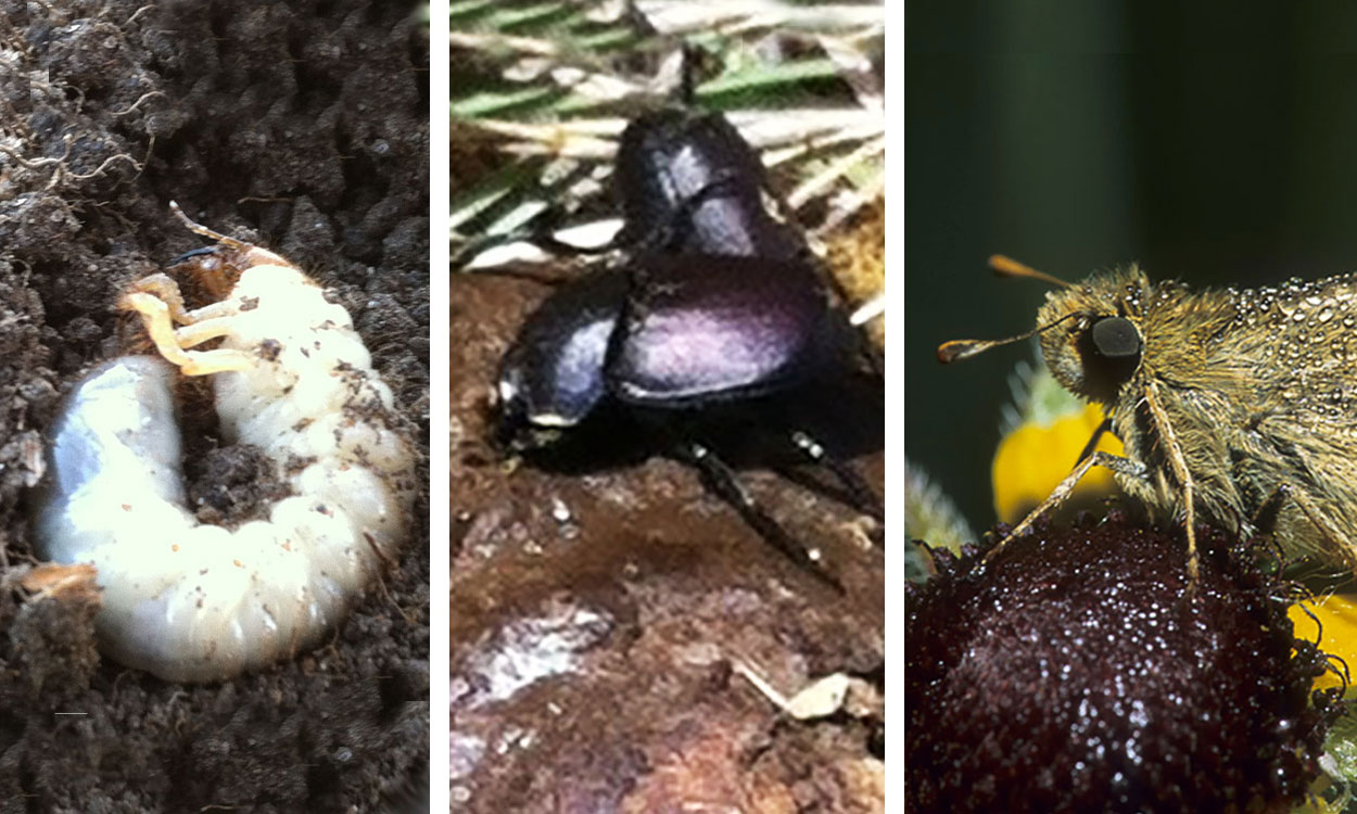 Three grassland insects. From left: white grub, dung beetles and Dakota Skipper Butterfly.