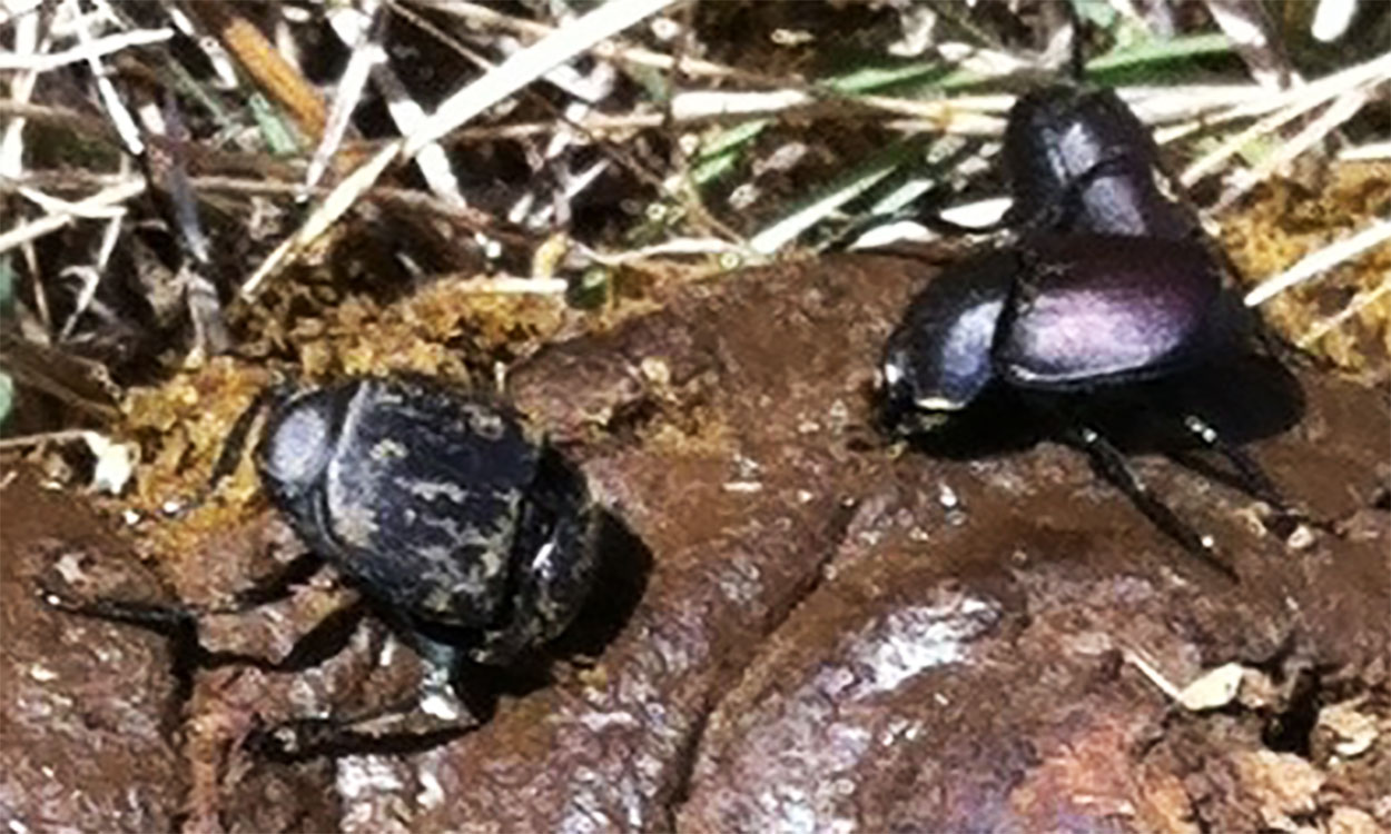 Three dung beetles on a manure pat in a pasture.