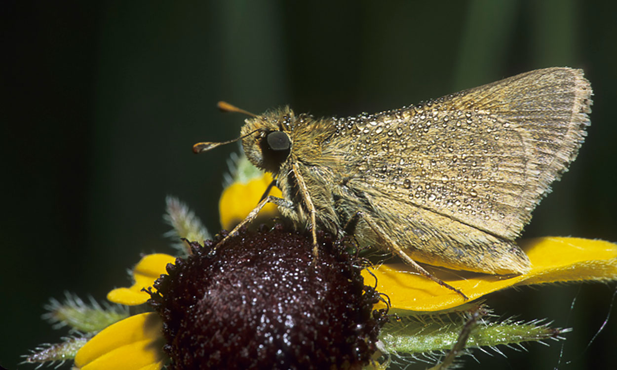 Dakota Skipper butterfly resting on a wildflower.