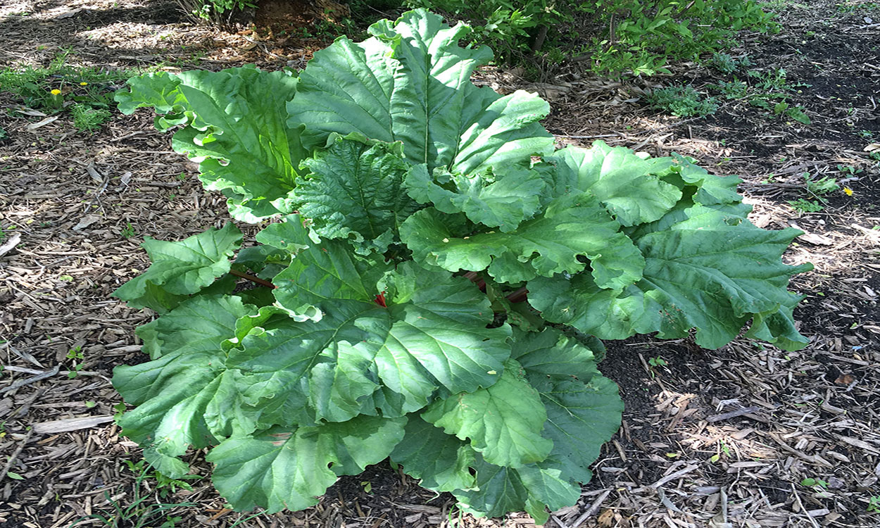 Rhubarb plant with broad, green leaves,