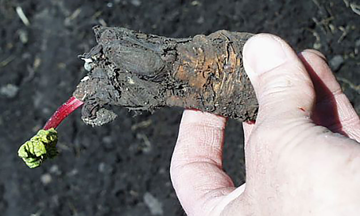 Hand holding a bulb-like, bare root.