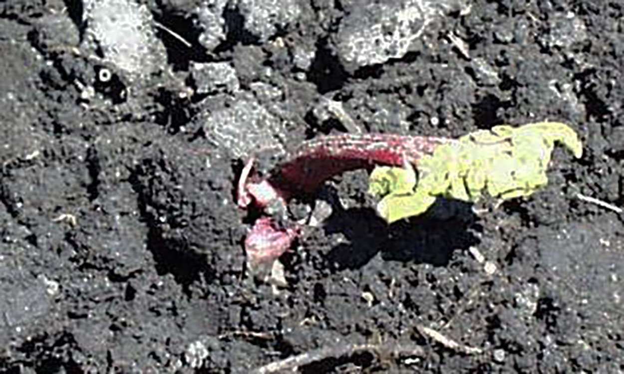 A young rhubarb plant emerging from soil