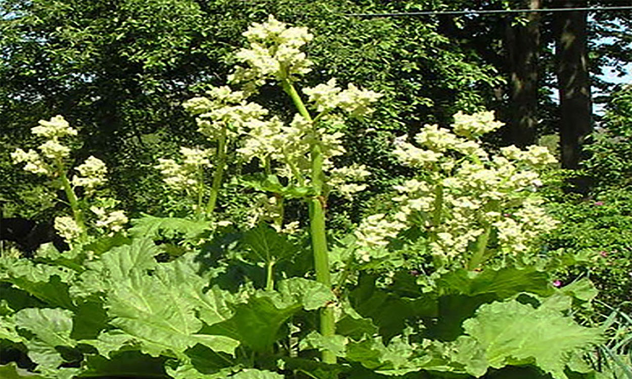Rhubarb plant flowering with a variety of white, clustered flower stalks.