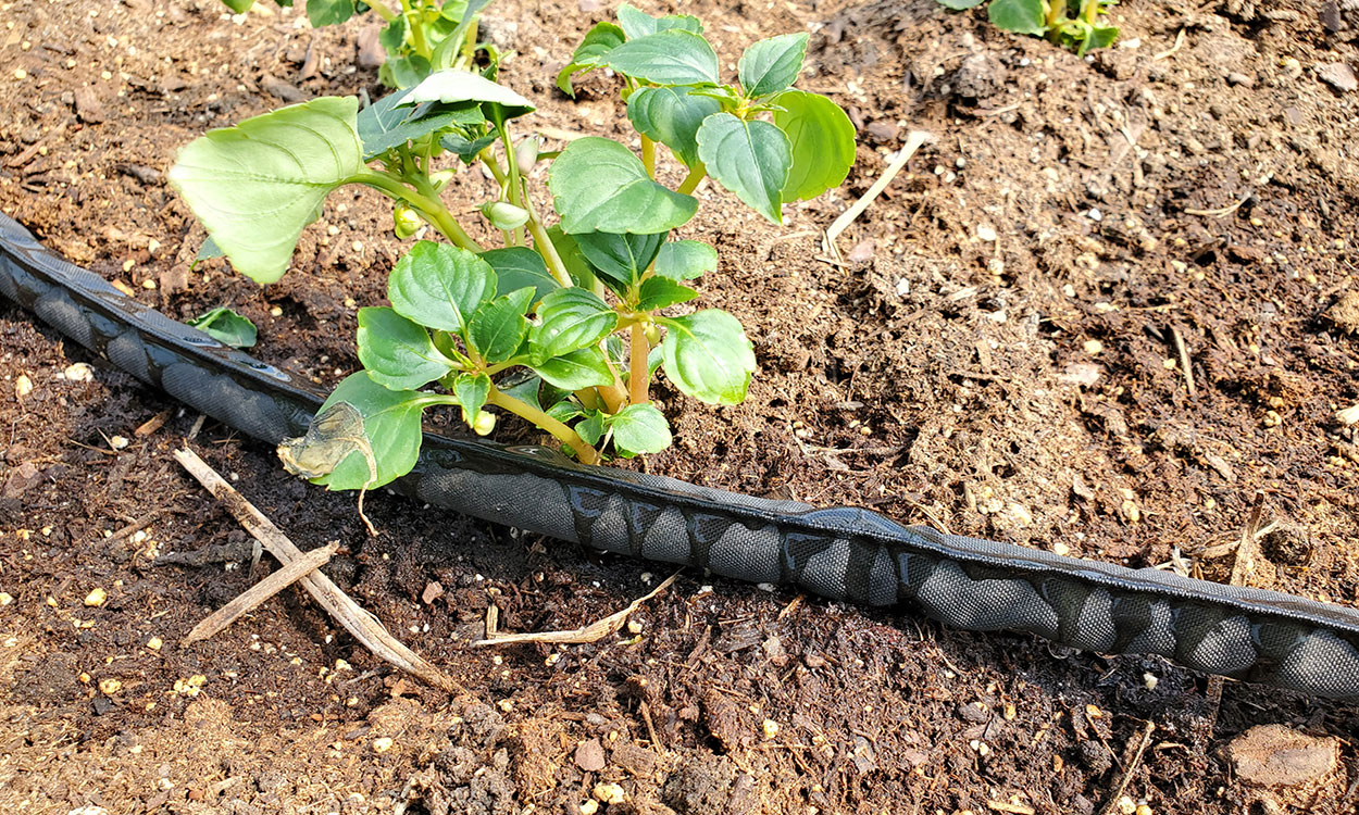 Figure 2. Soaker hose emitting water near a plant in a garden.