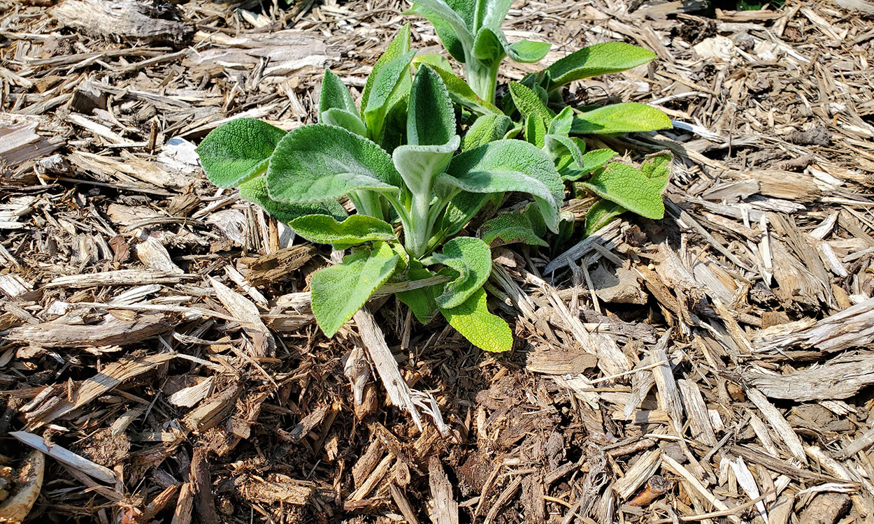 Garden plant surrounded by a layer of wood chip mulch.