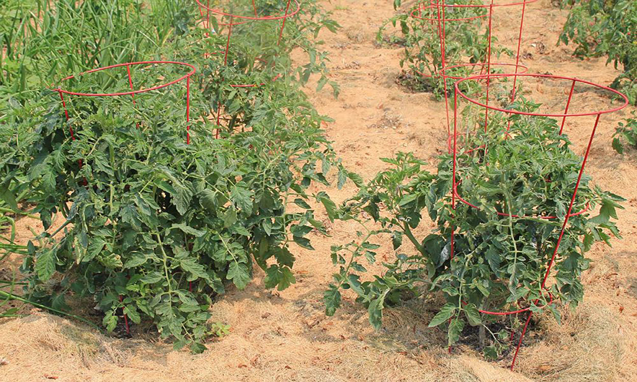 Rows of tomato plants surrounded by grass clipping mulch.
