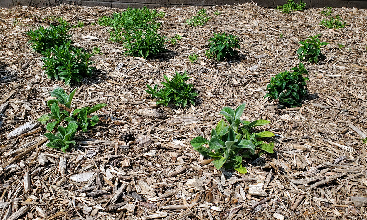 Variety of garden perennial plants surrounded by wood chip mulch.