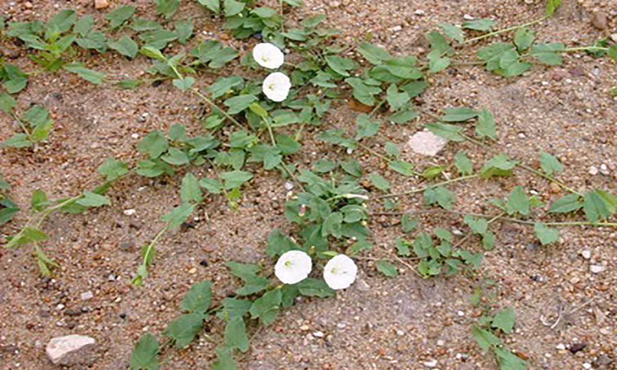 Field bindweed spreading in a patchof bare soil.