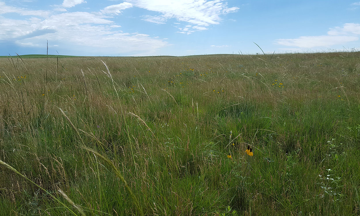 South Dakota native grassland with a variety of plants and grasses growing.