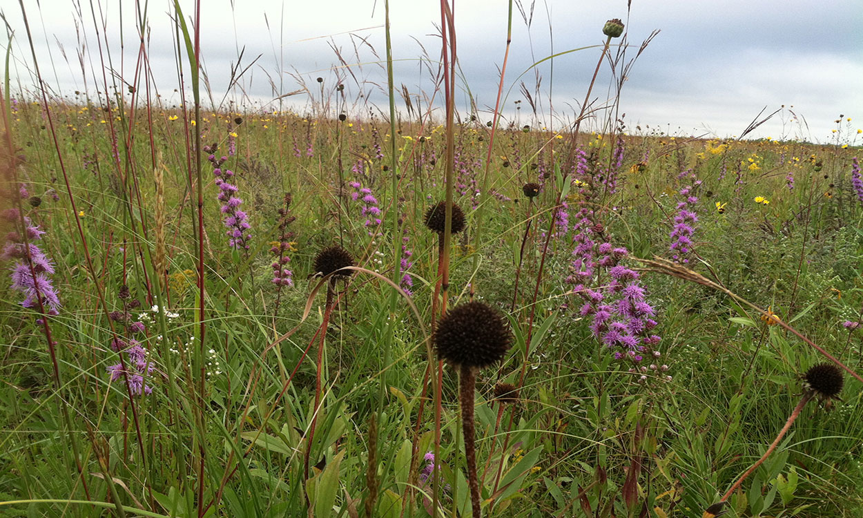 Healthy, South Dakota native grassland with a variety of plants and grasses growing.