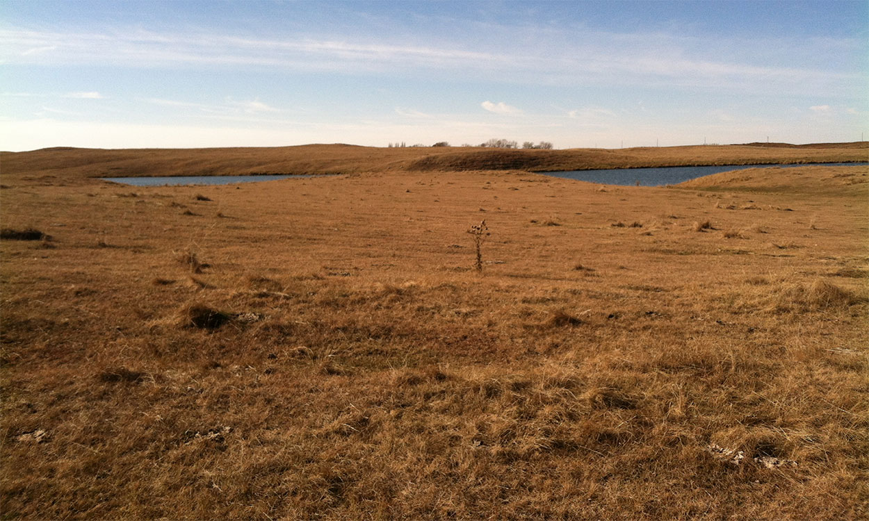 South Dakota native pasture plant community with a mix of native and exotic grasses.