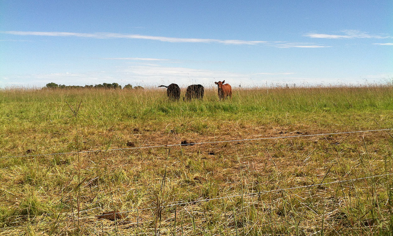 Cattle grazing a high-diversity, native pasture.