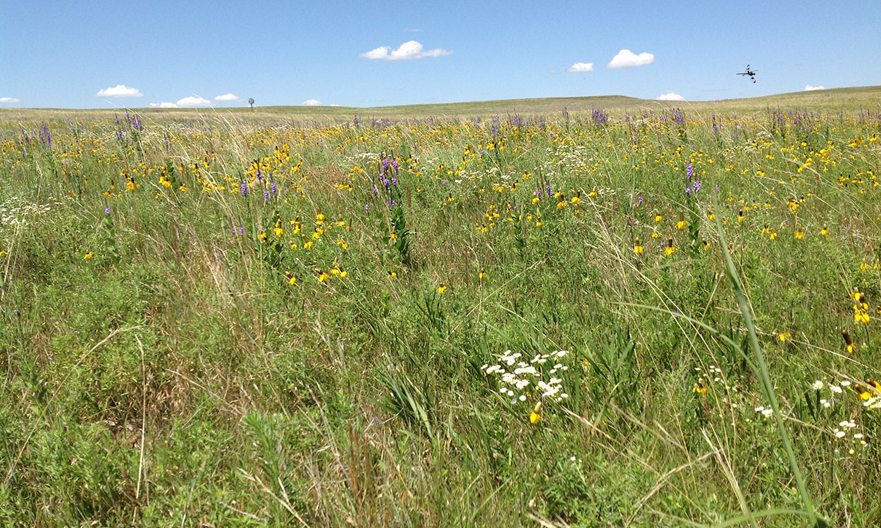 A lush, native grassland with a variety of wild flowers blooming.