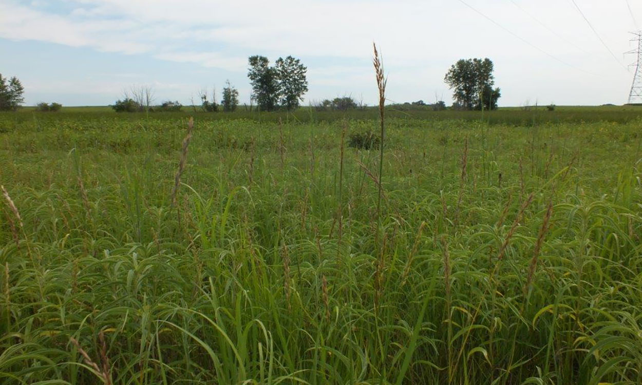 Variety of native grasses growing in a well-managed pasture.