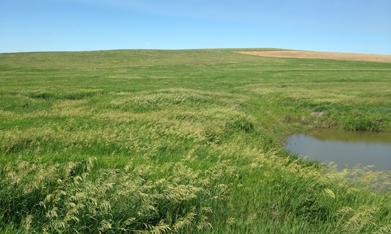 Smooth bromegrass growing in an open grassland.