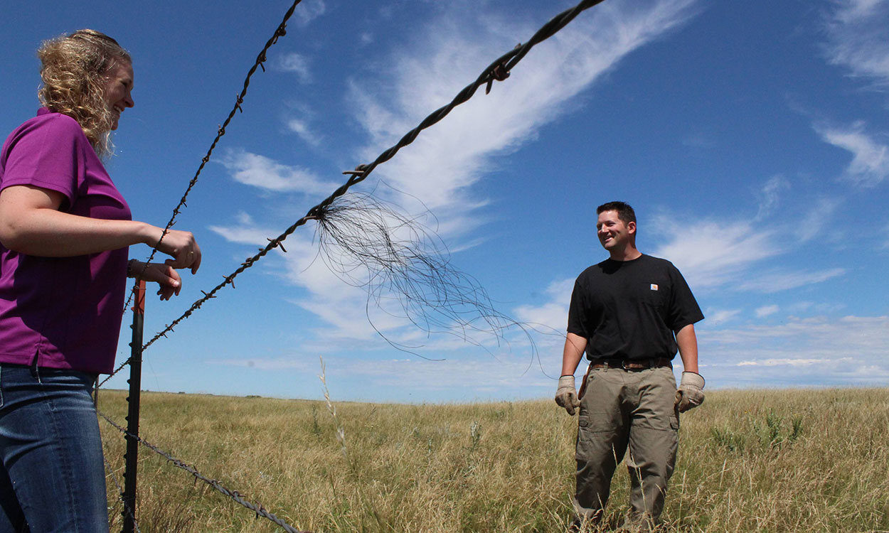 Two ranchers examining a fencline along a grassland property.