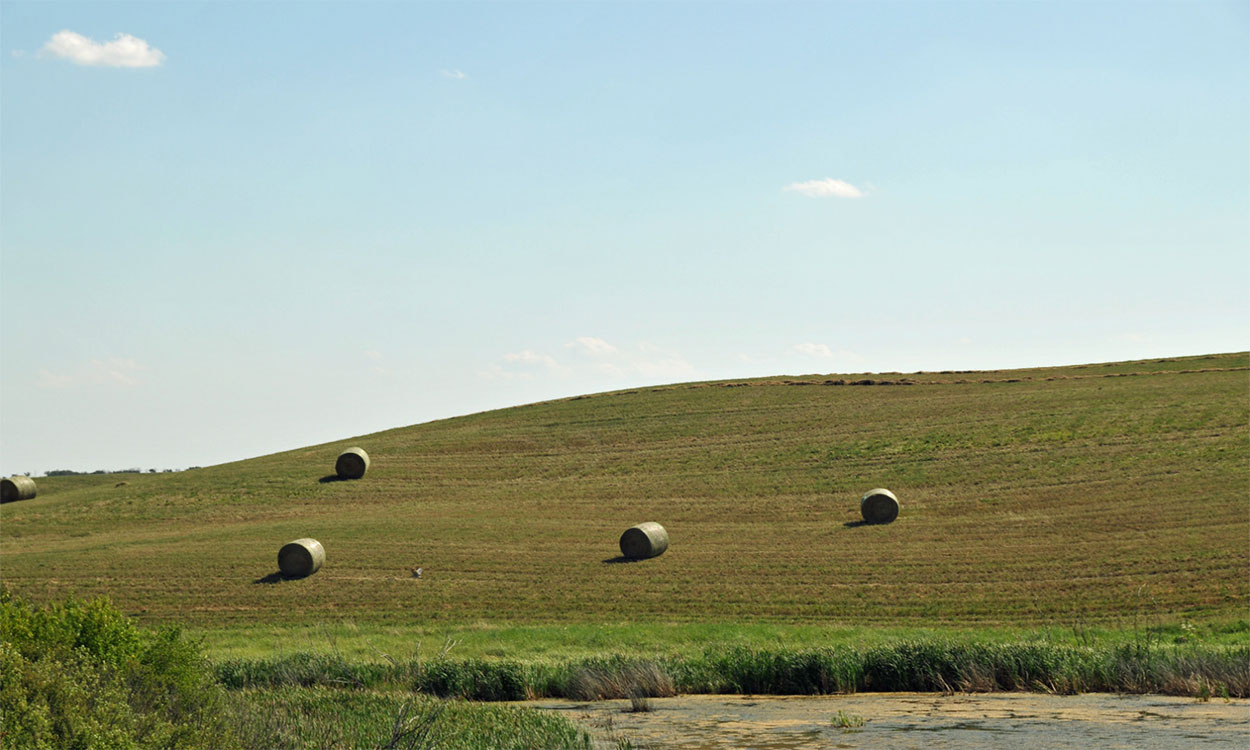 Several bales of fresh-cut hay in a pasture.