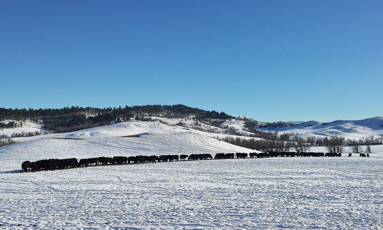Herd of cattle swath grazing hay in a winter pasture.