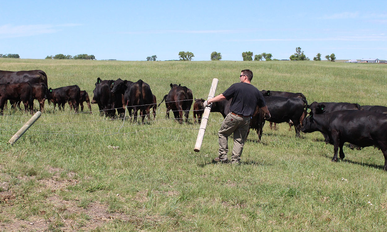 Producer moving a group of black cattle into a section of fenced-in pasture.