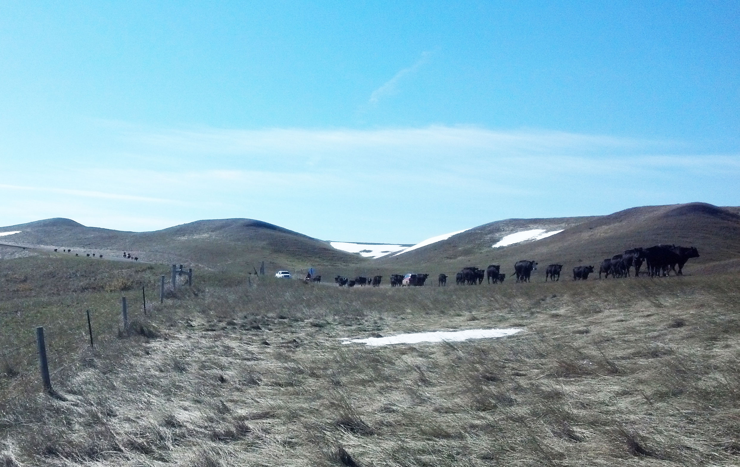 Producers moving a group of cattle in a rolling, winter rangeland.