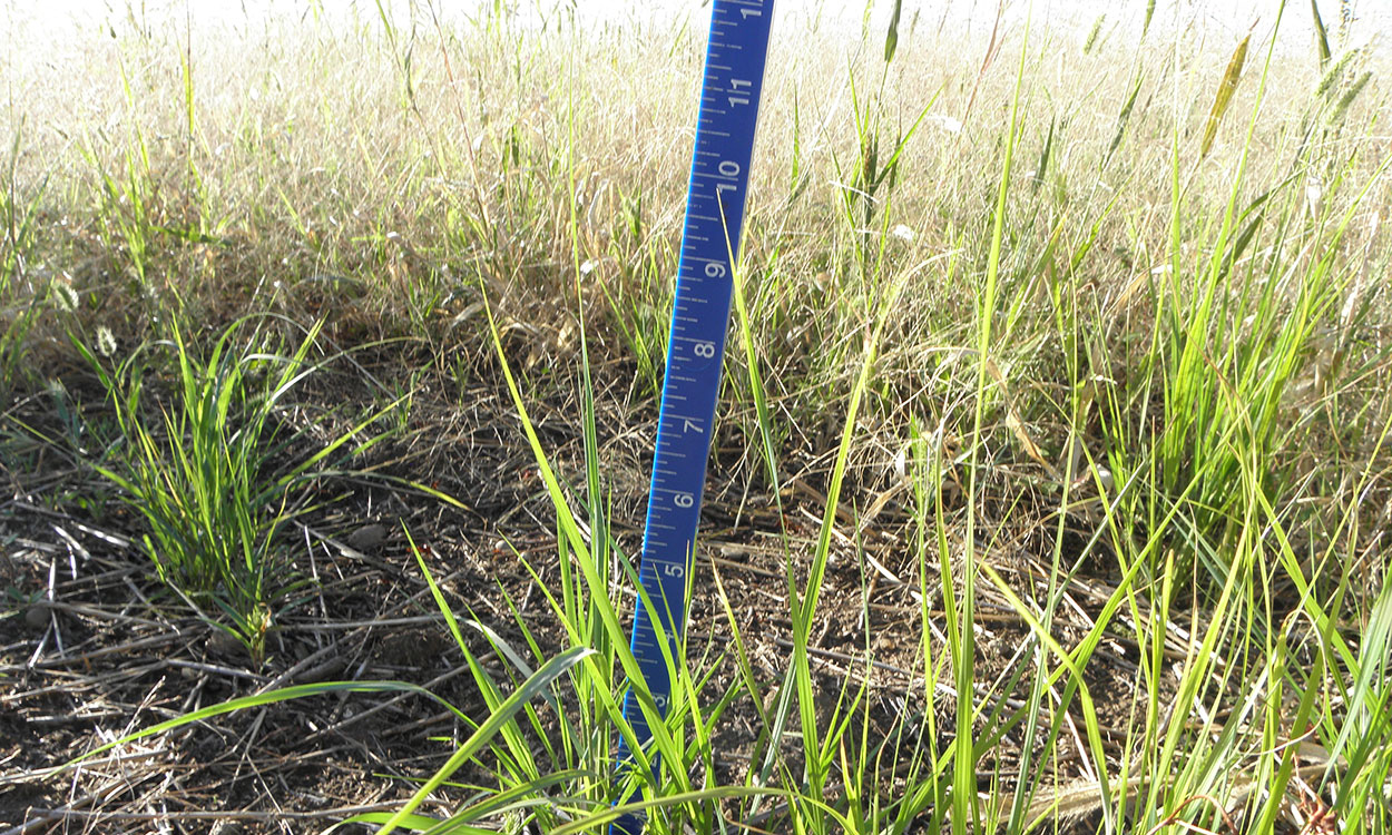 Grazing stick being used to assess current grassland status.