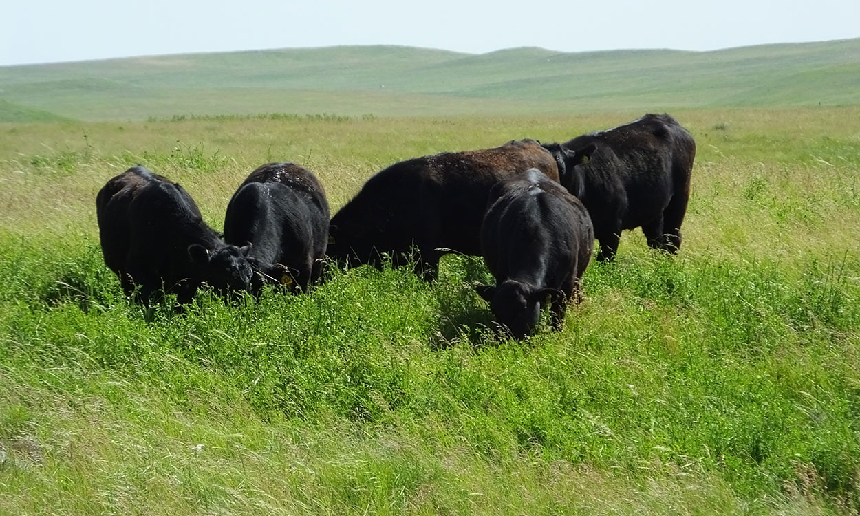 Small group of black angus cattle grazing in a rolling, well-managed rangeland.