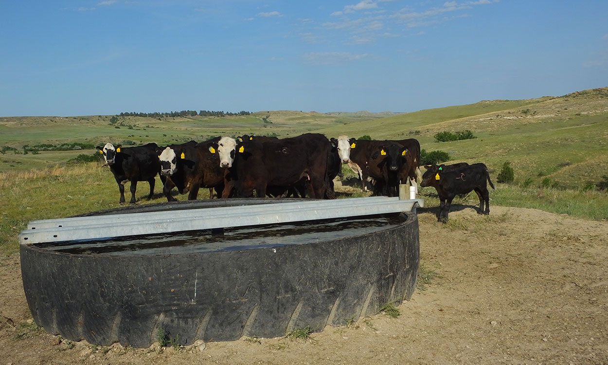 Small group of cattle near a water tank in a rangeland area.