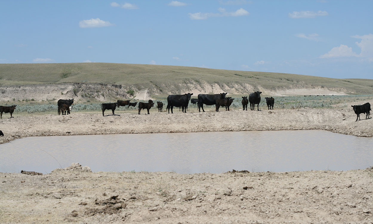 Group of black cattle near a stock dam that’s drying up under drought conditions.