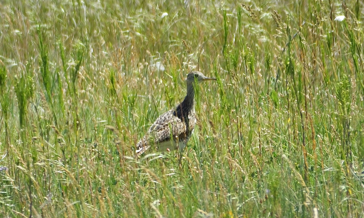 An upland sandpiper bird nestled in a healthy grassland area.