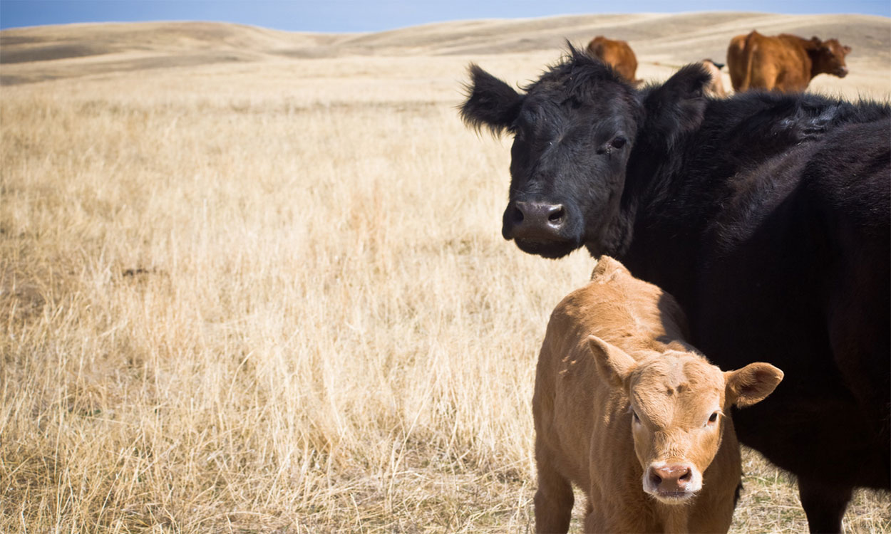 Mother cow with calf in a dry, drought-stressed rangeland.