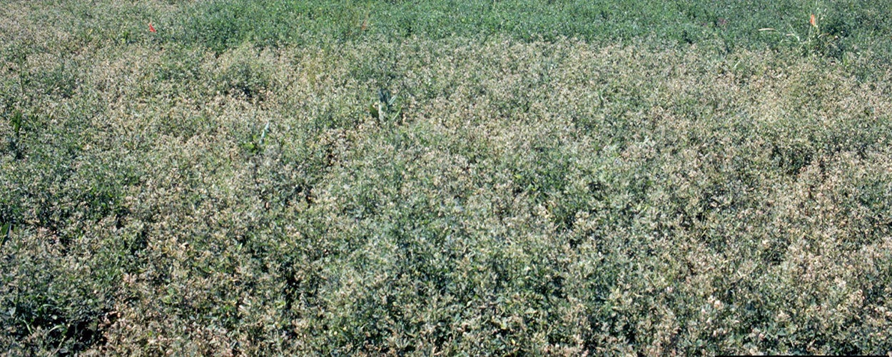Aflafla field with light colored alfalfa mixed in with green alfalfa.