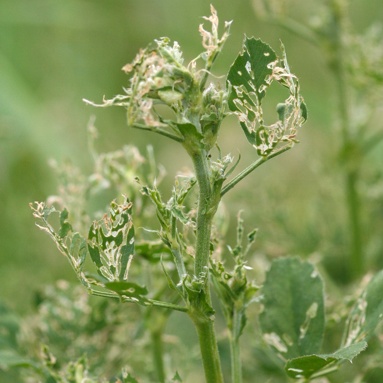 Alfalfa plant that has numerous holes in the leaves.
