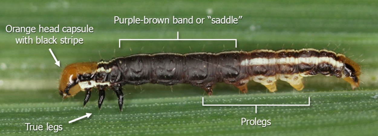 Purple-brown caterpillar with orange head on a green corn leaf.