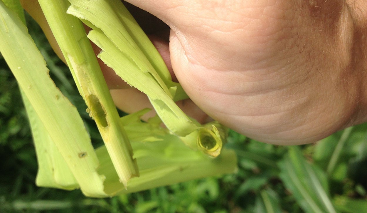Vegetative stage four corn plant with common stalk borer tunneling damage.